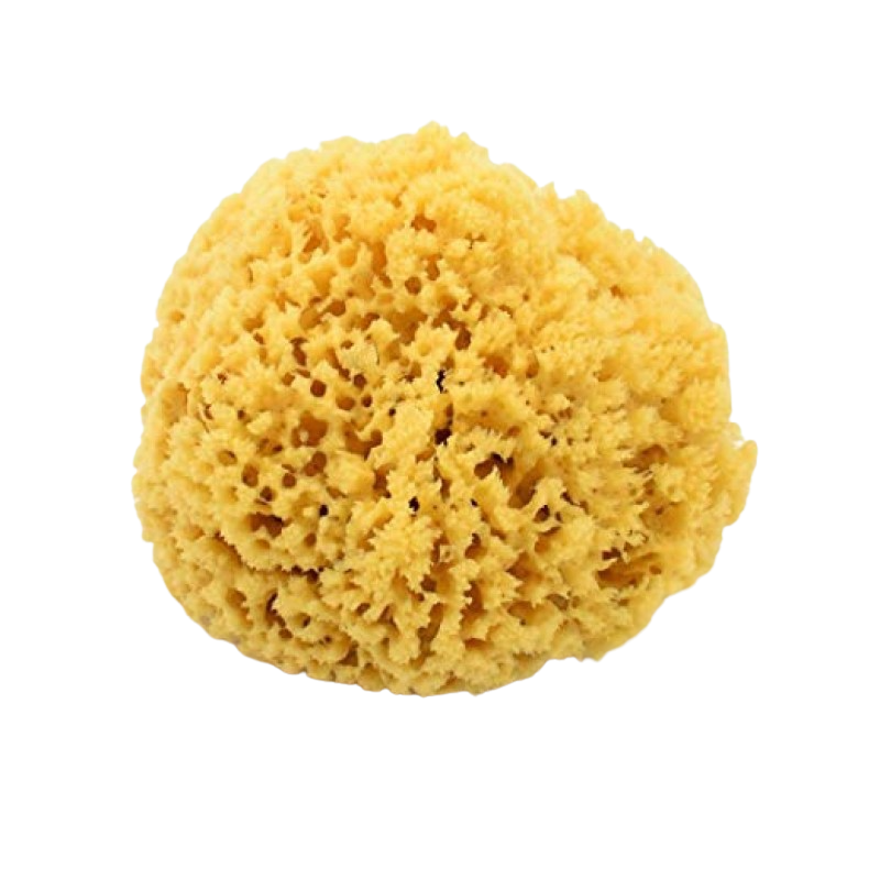 Burete Natural din Caraibe 14-16 cm