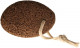 Anterior