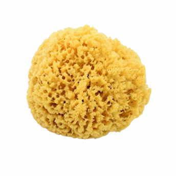 Burete Natural din Caraibe 12-14 cm